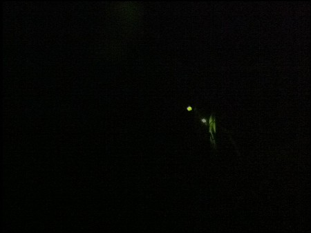 firefly_02.jpg
